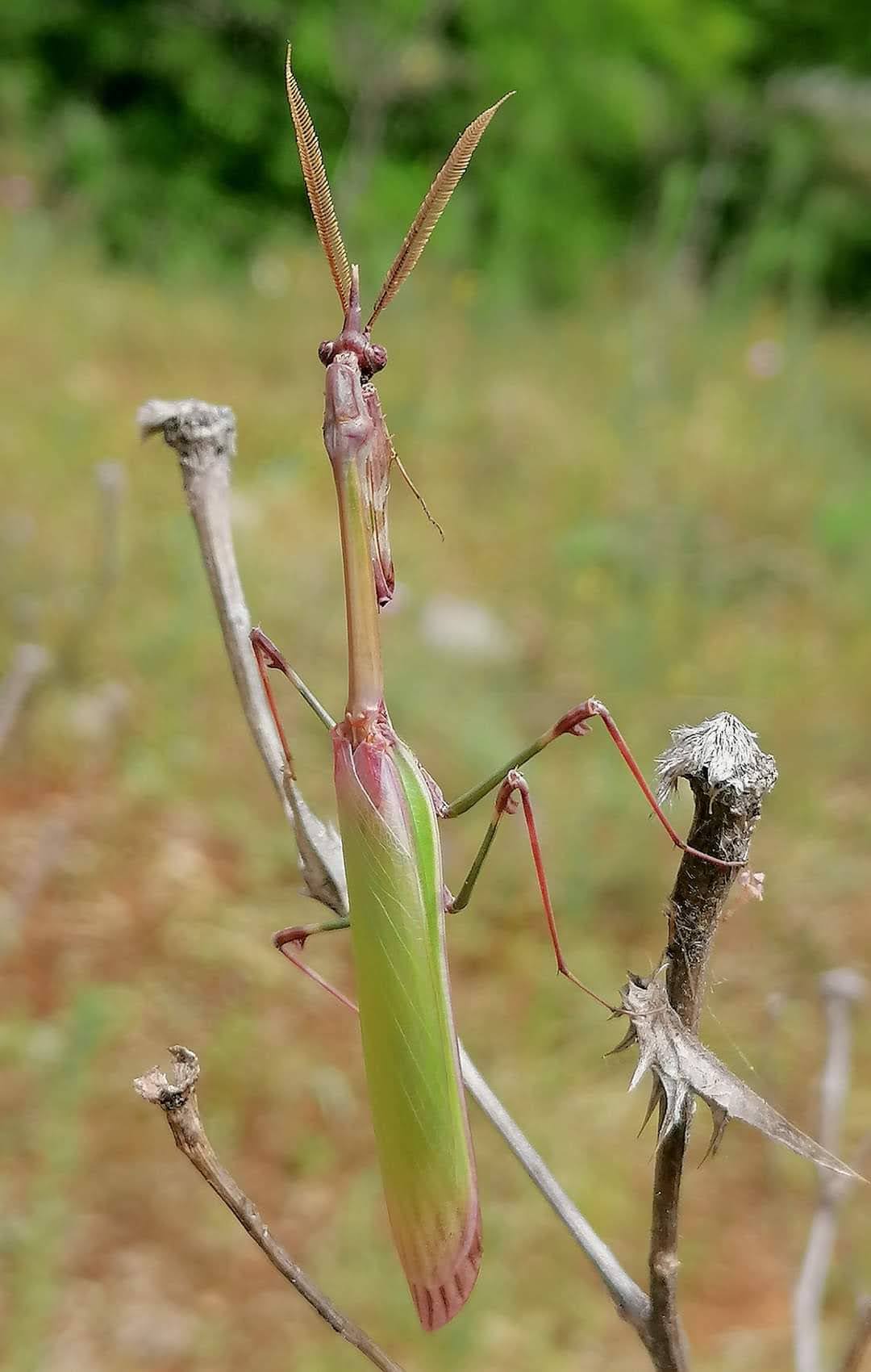 Empusa p Ughetto marjorie